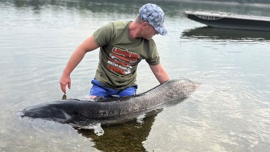 Dunaföldvártól Bölcskéig húzta a horgászt az óriásharcsa