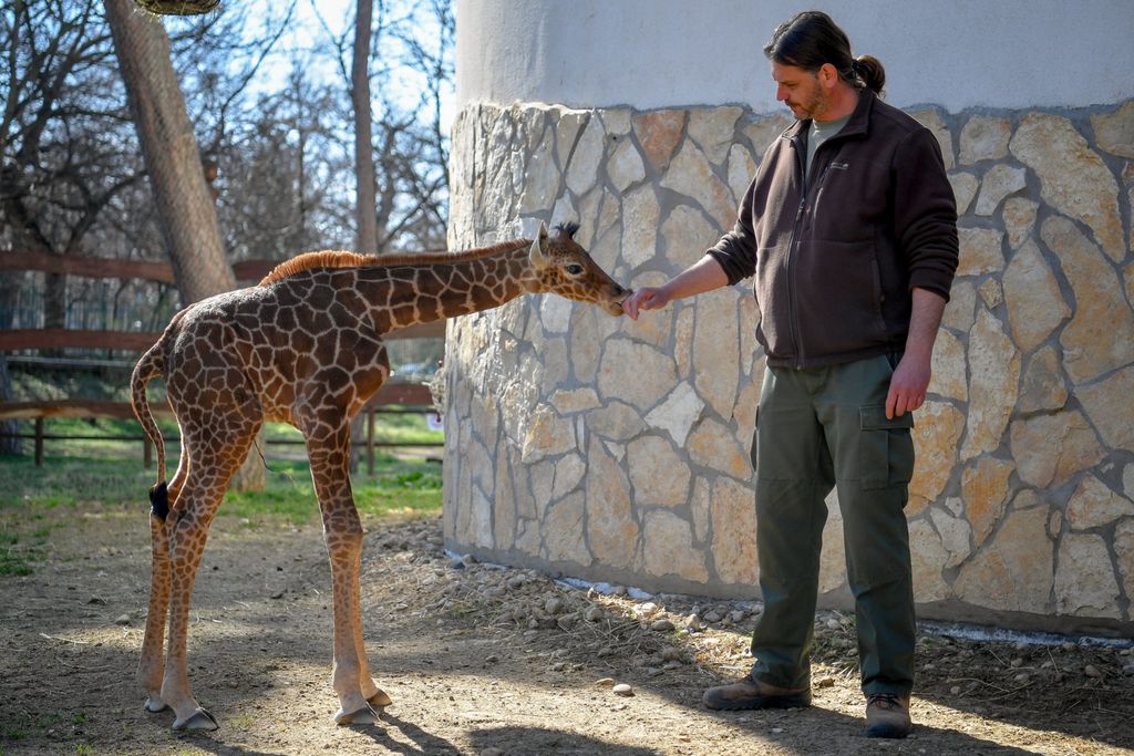 Recés zsiráfcsikó született a debreceni állatkertben