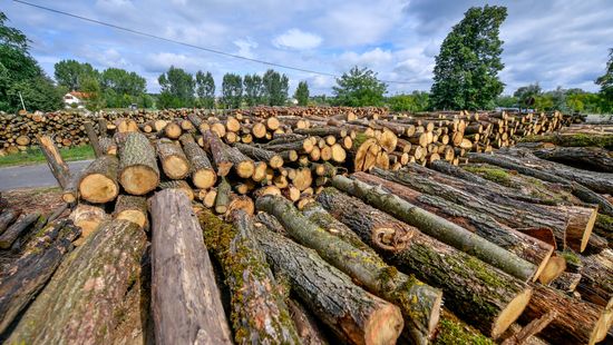 Megnövelt kapacitással dolgoznak az erdőgazdaságok