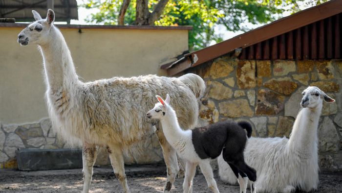 Lámacsikó született a debreceni állatkertben