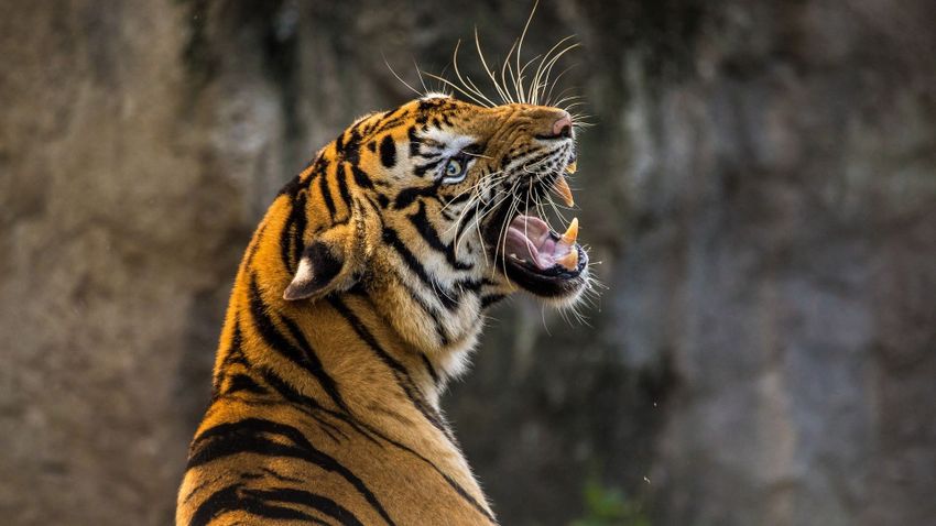Lelőttek egy emberevő tigrist Indiában