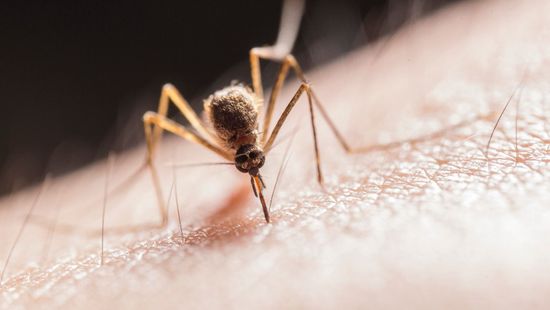 Kiderült, hogy miért vonzzuk mágnesként a szúnyogokat