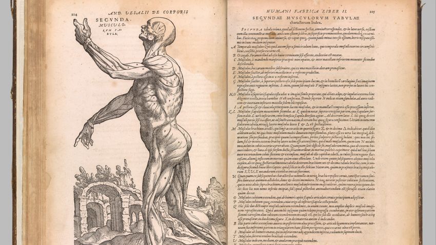 A művészeti anatómia történetéről nyílik kiállítás