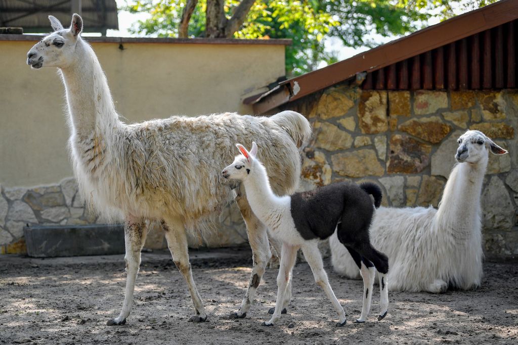 Lámacsikó született a debreceni állatkertben