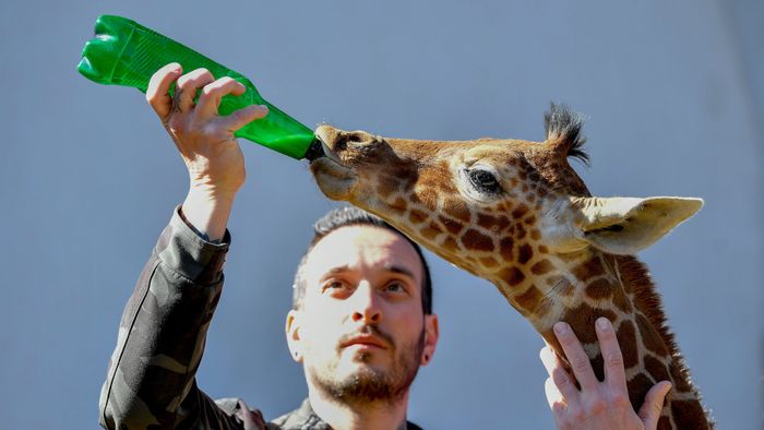 Recés zsiráfcsikó született a debreceni állatkertben