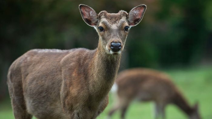 Átadták a kibõvített sukorói vadasparkot