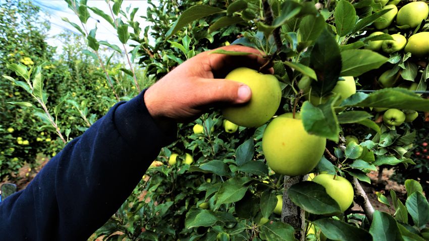 A háború miatt alig talál piacot a szerb alma