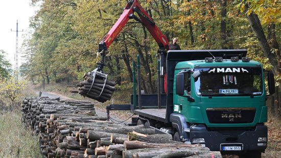 Gőzerővel folyik a fakitermelés az erdőgazdaságokban