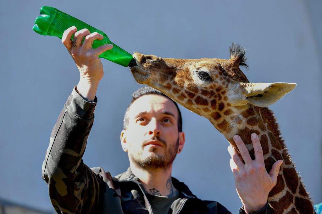 Recés zsiráfcsikó született a debreceni állatkertben