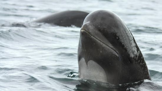 Több mint kétszáz gömbölyűfejű delfin vetődött partra Új-Zélandon