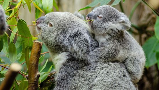 Ausztrália nem engedi kihalni a kengurut és koalát