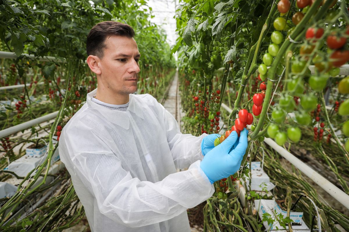 A paradicsom üvegházi termesztését mára a modern technológia támogatja. / Fotó: Csapó Balázs
