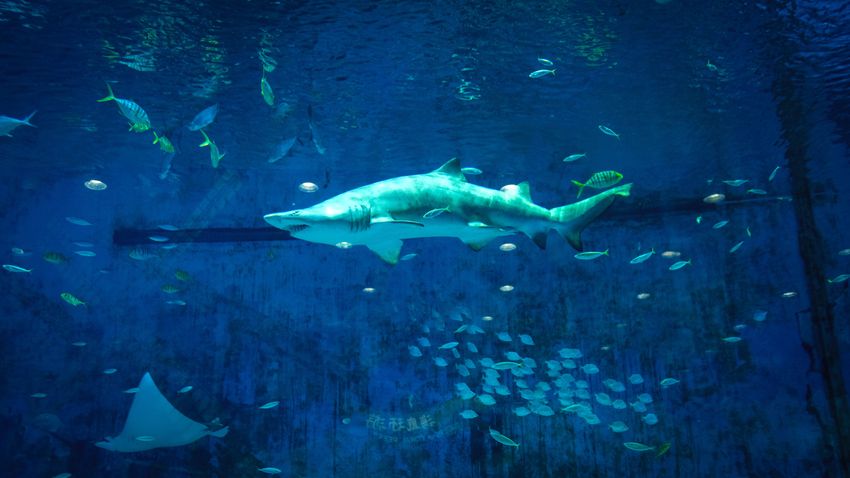 Nemzetközi védelem alá helyeztek hatvan cápafajt