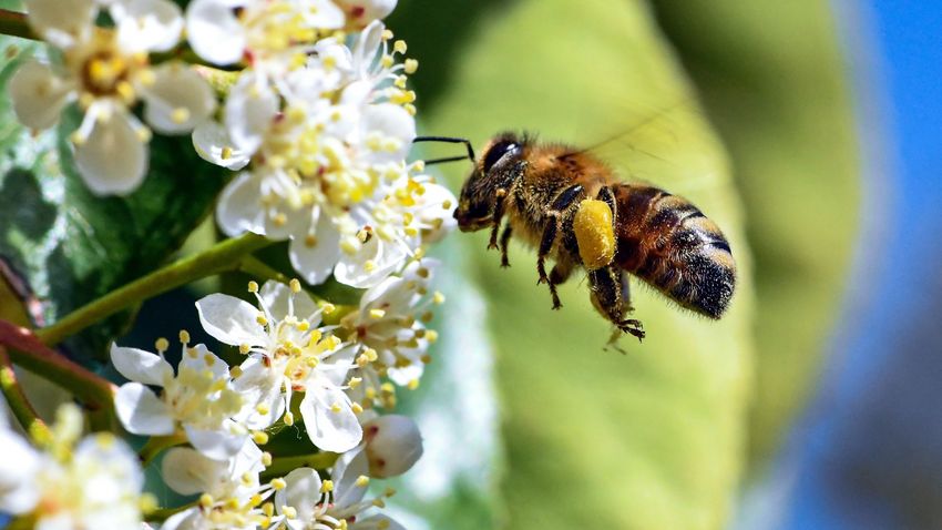 A méhek nem csak mézet, életet is adnak