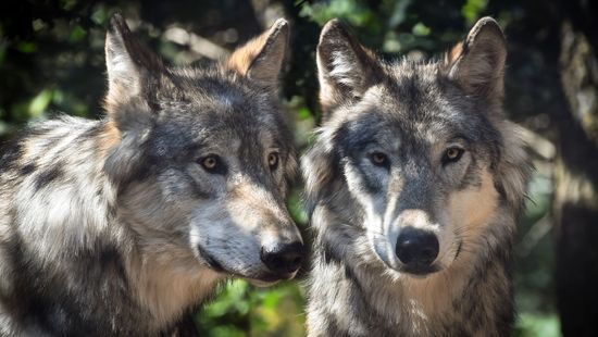 Egy holland tartomány engedélyezi, hogy festéklövedékkel riasszák el a farkasokat