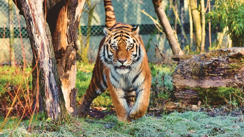 Szibériai tigris harapott meg egy férfit Felsőlajoson