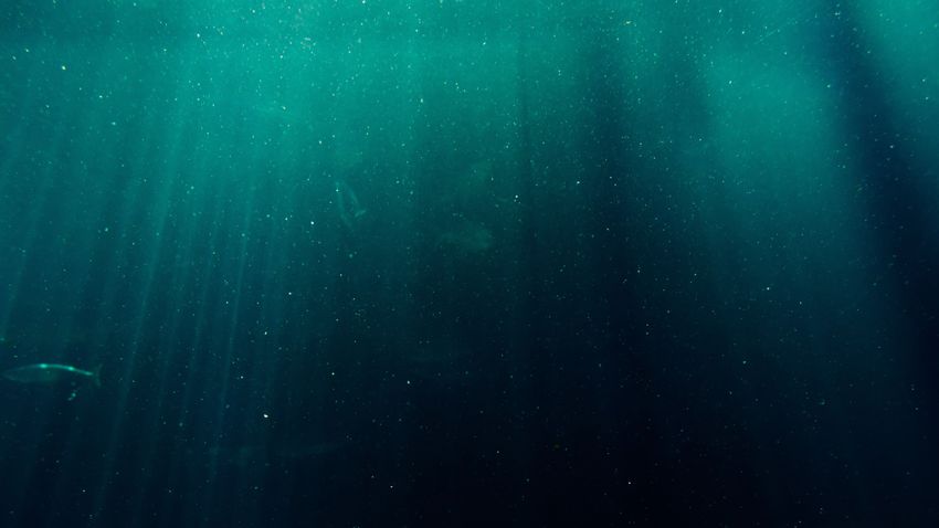 Veszélyes mélytengeri lényt találtak
