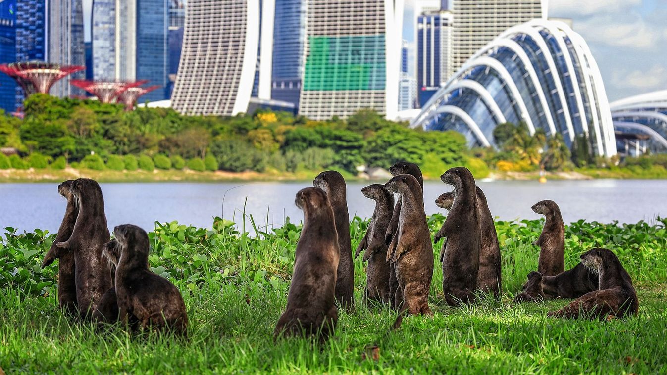 Singapore Wildlife Animal