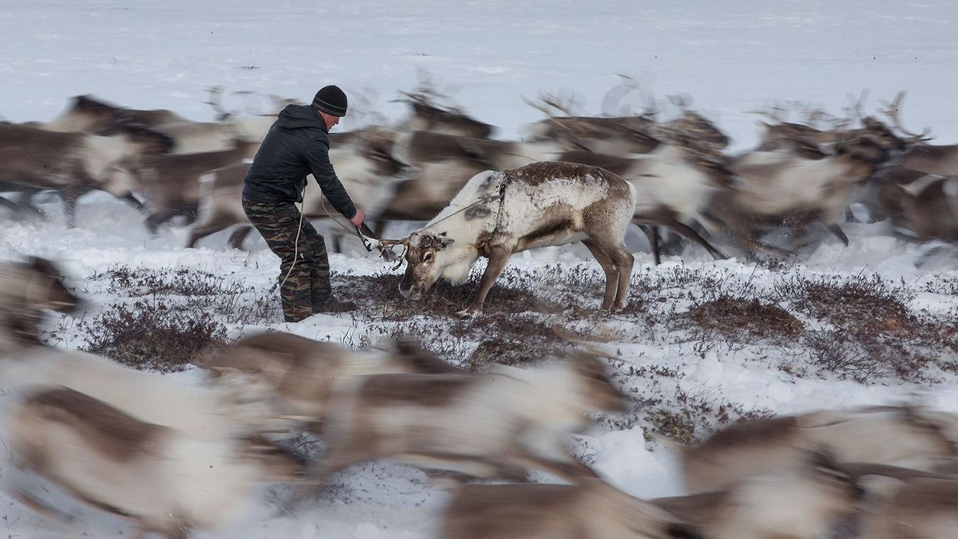 Nomad camp of reindeer herders life in Russia 