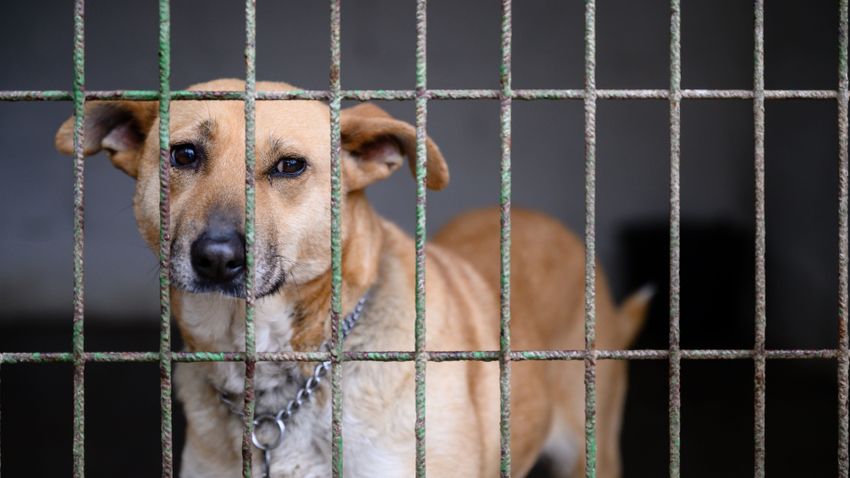 Folyamatosan gyilkolják a kutyákat Romániában az ország állatvédői szerint