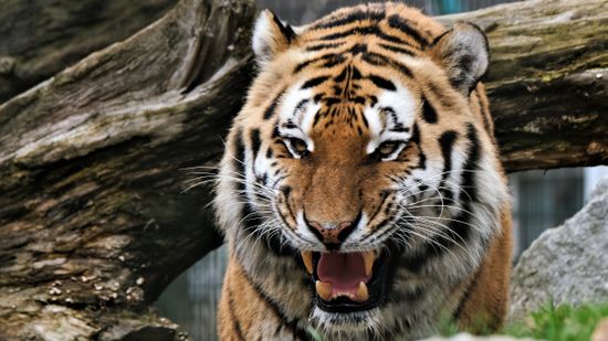 Szökött tigris tartja rémületben Johannesburg lakóit + videó