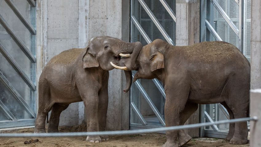 Fogorvosi kezelés kellett a szegedi elefánt agyarának, megúszta a tömést