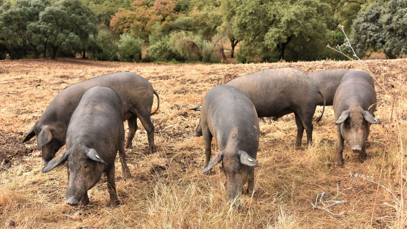 Group,Of,Famous,Black,Iberian,Ibãrico,Pigs,Partially,Covered,In
