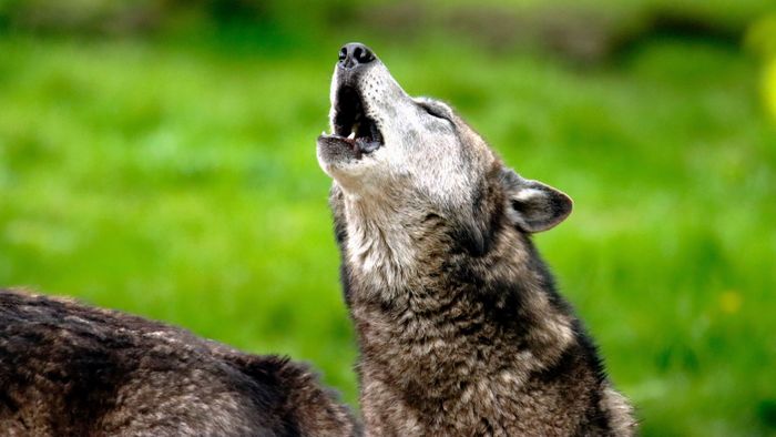 A modern kutyafajták már nem vonyítanak és a farkasokat sem értik
