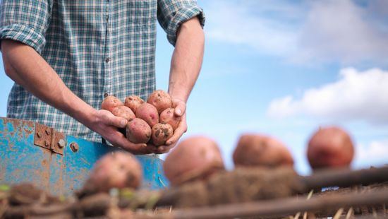 Kevesebb burgonyát termelhetnek a brit gazdák
