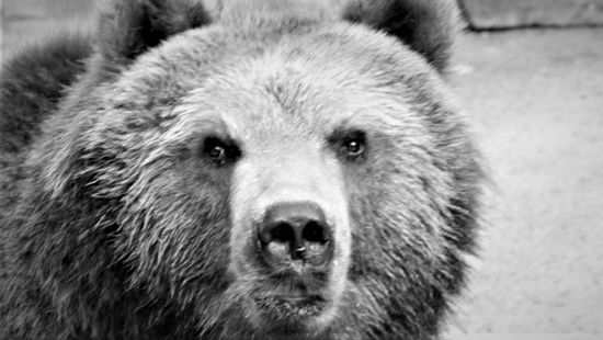Medvék tartják félelemben a marosvásárhelyi állatkertbe látogatókat