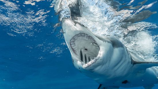 Az Egyesült Államokban volt a legtöbb cápatámadás tavaly