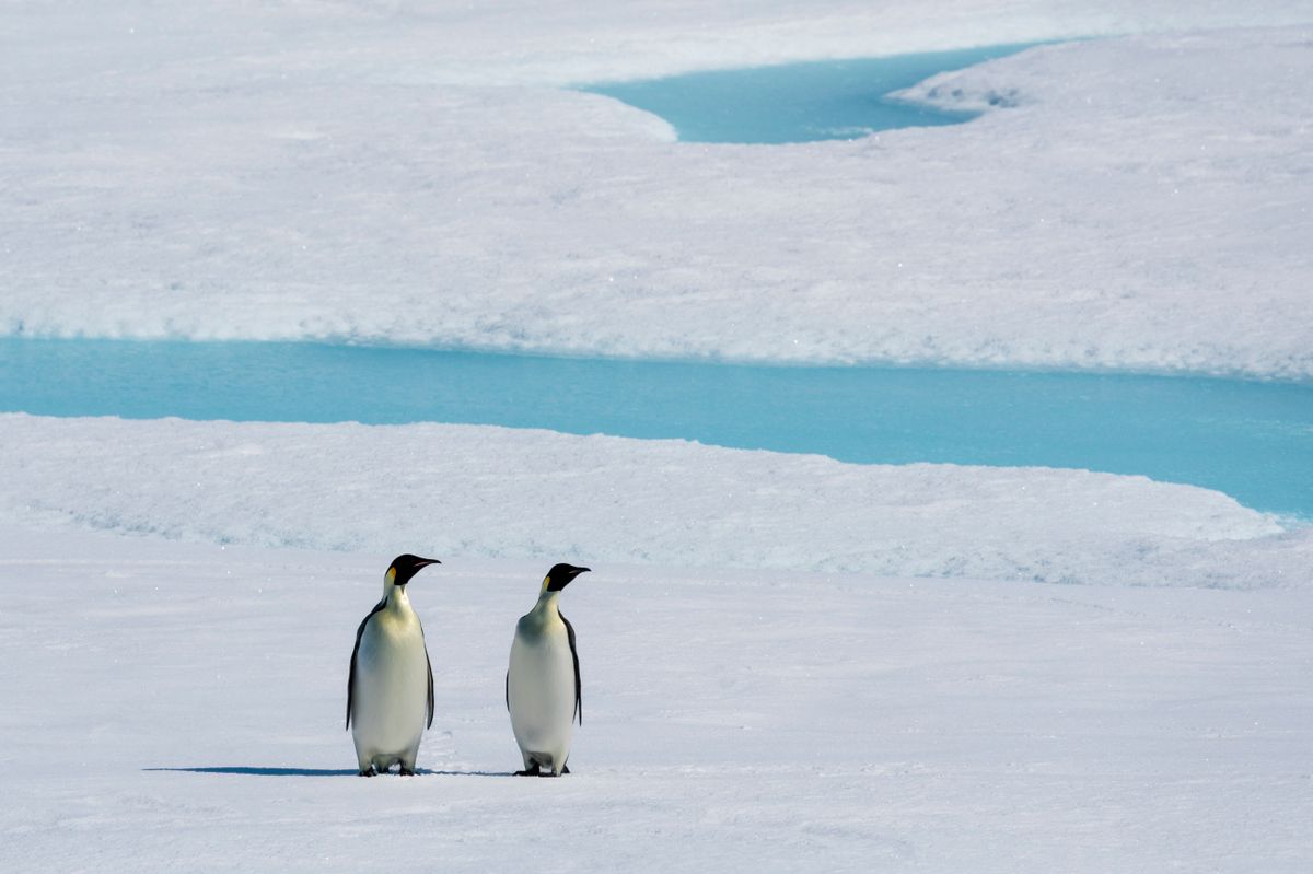 Emperor penguin (Aptenodytes forsteri) pair on sea ice, Larsen B Ice Shelf, Weddell Sea, Antarctica.
olvadás