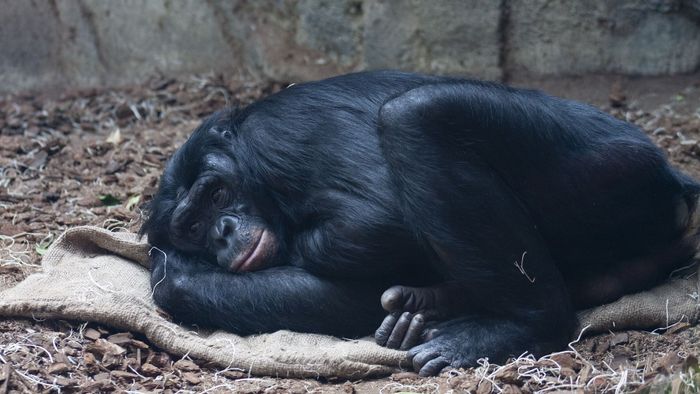 Elhunyt a frankfurti állatkert legendás bonobója