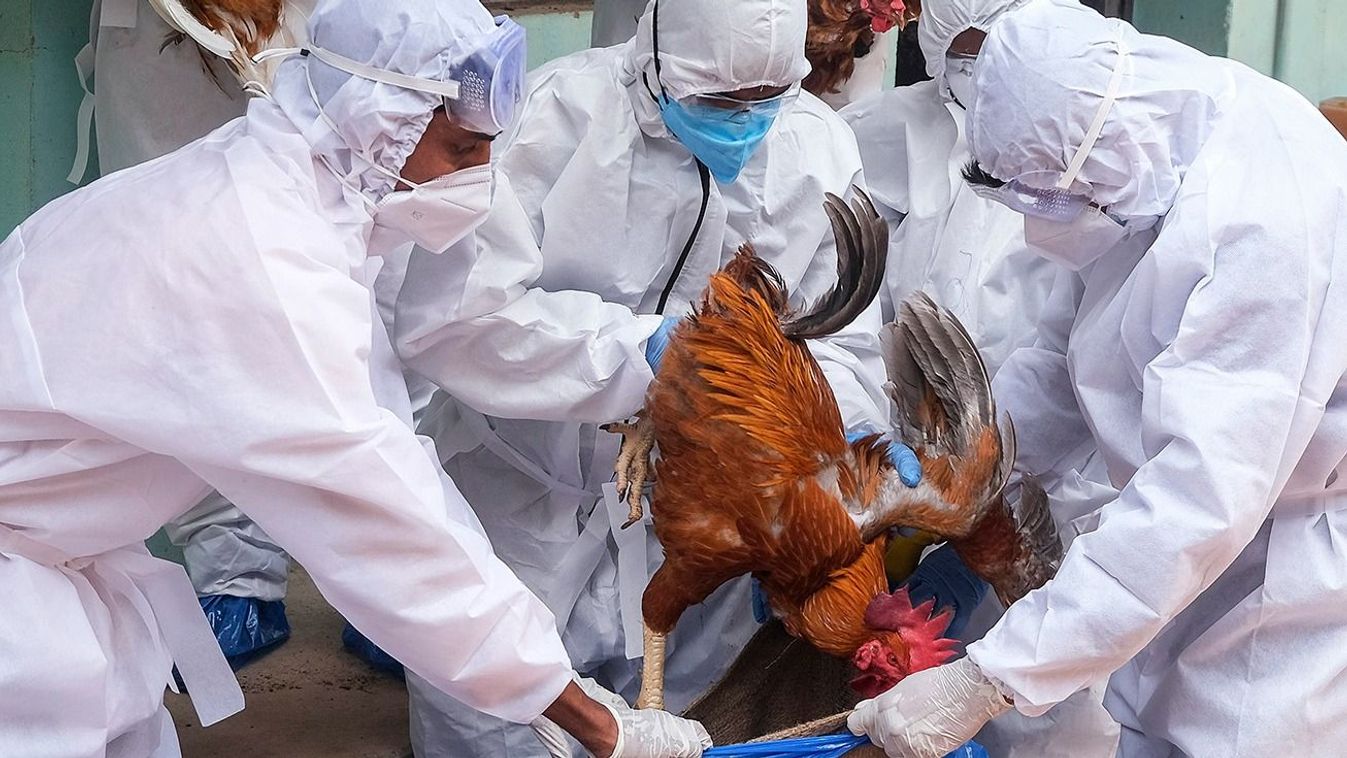Officials wearing protective kits take away infected chickens at Chathamangalam Regional Poultry Farm