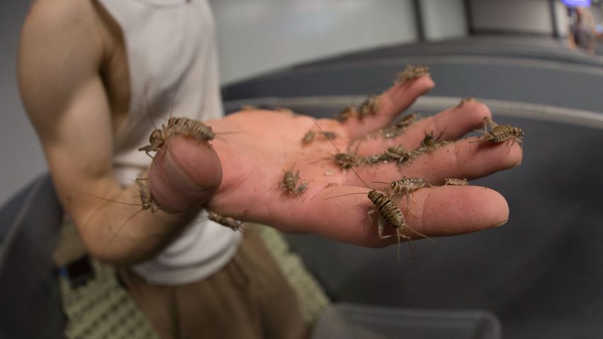 Iskolákban népszerűsítik a rovarevést Svájcban Iskolákban népszerűsítik a rovarevést Svájcban