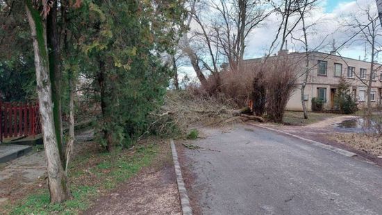 Kidőlt fák gátolták a közlekedést Dunaújvárosban és környékén