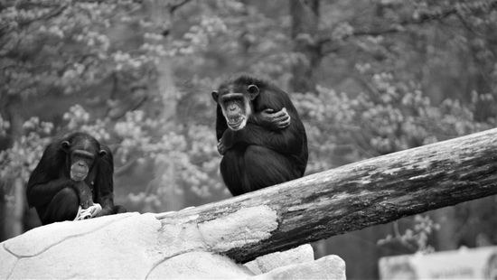 Hogyan szöktek meg a csimpánzok az állatkertből?