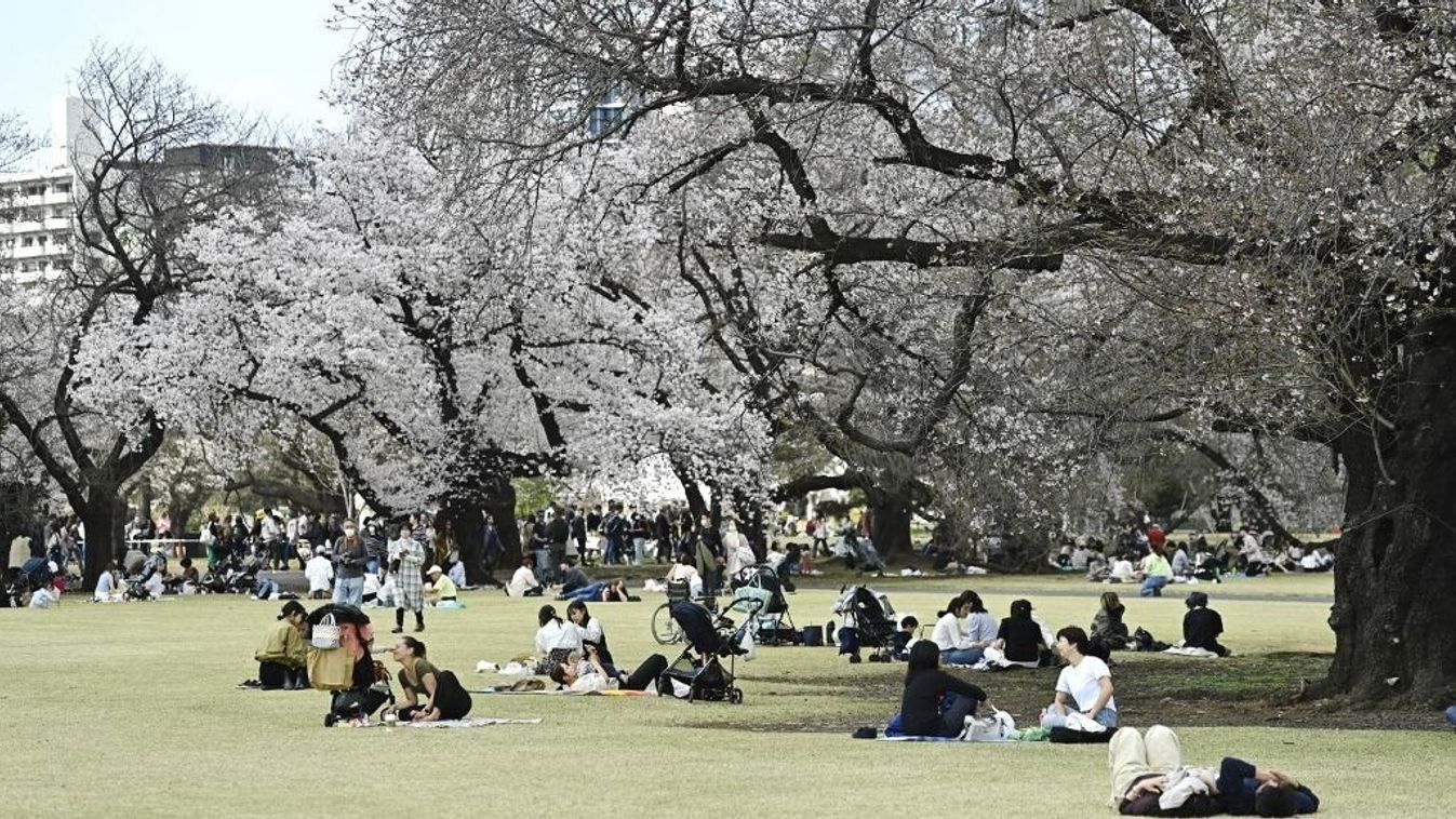 People enjoy cherry blossom season in Tokyo