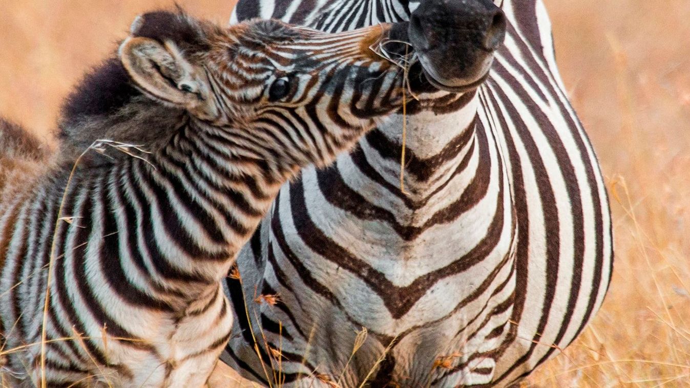 Zebra (Equus quagga) with a baby. Kenya. Tanzania. National Park. Serengeti. Maasai Mara.