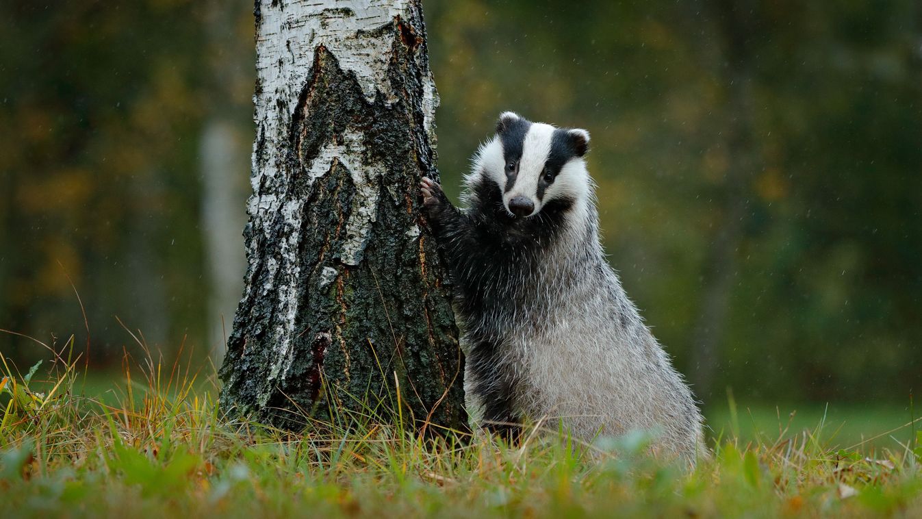 Badger,In,The,Forest,,Animal,In,Nature,Habitat,,Germany.,Wild