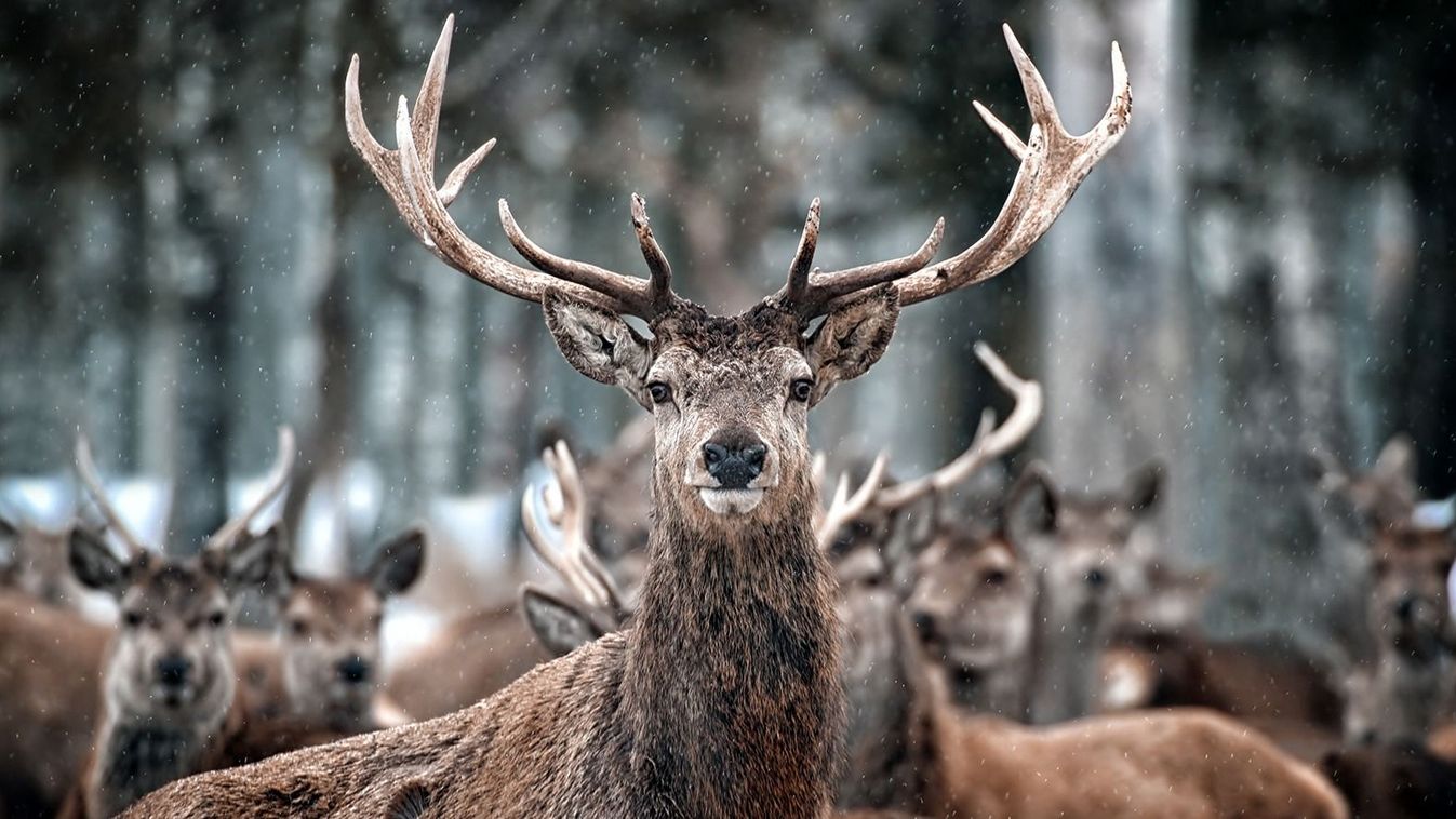 Red,Deer,Stag,And,Herd,(cervus,Elaphus),In,The,Scottish