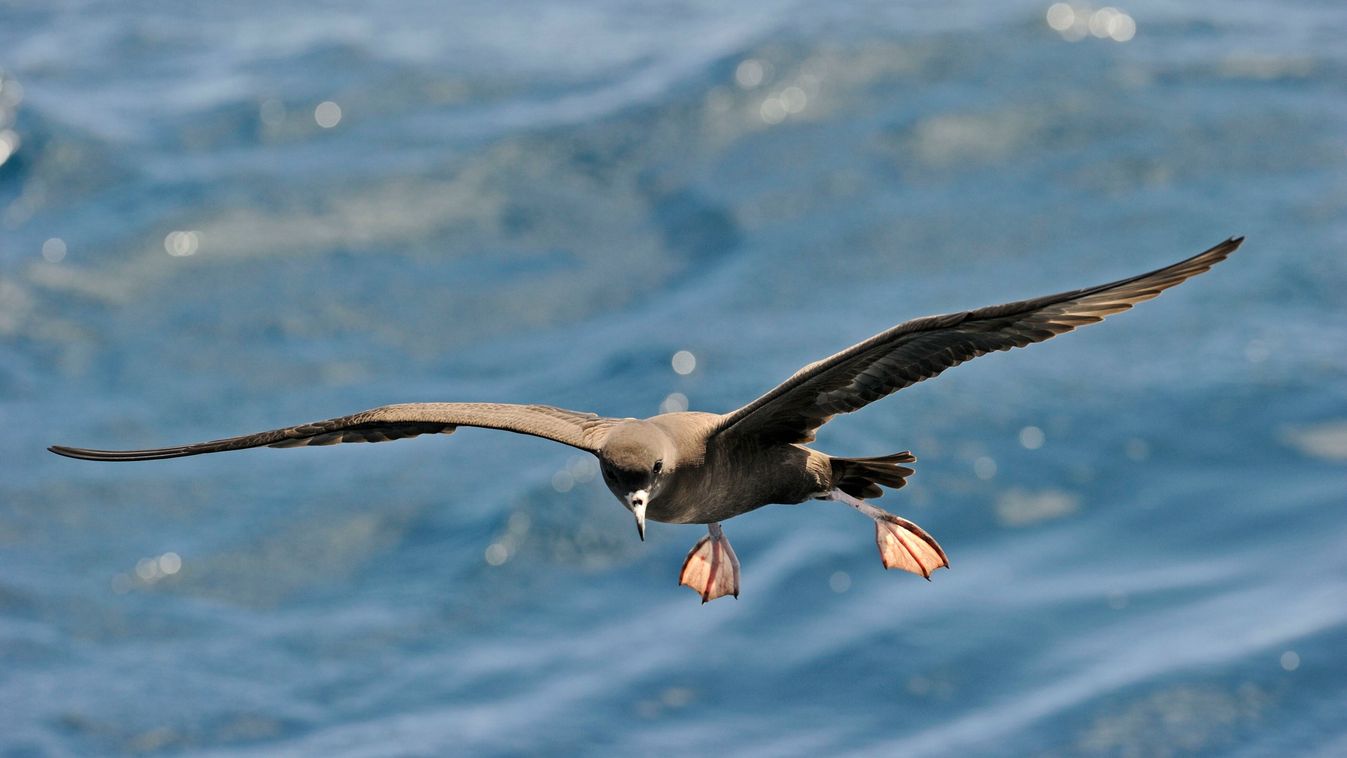 Új halálos kór tizedeli a tengeri madarakat, gyógyírt még nem találtak rá
