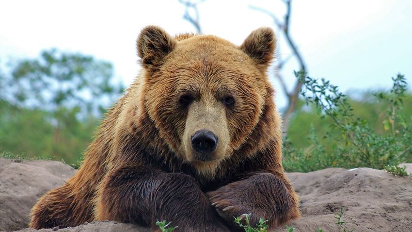 Hatalmas barna medve telepedett le a Bükkben