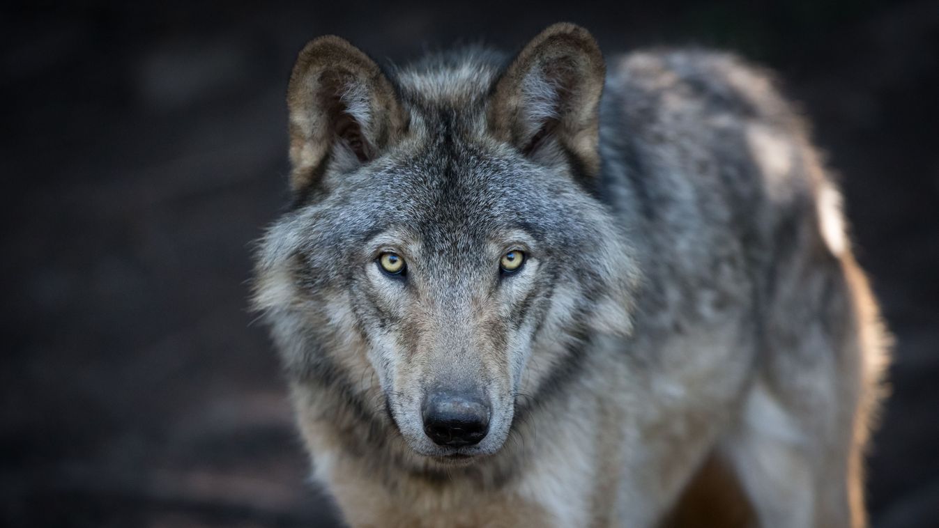 Close,Up,Portrait,Of,A,Grey,Wolf,(canis,Lupus),Also