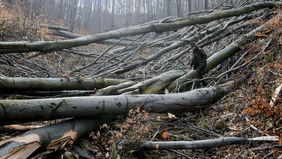 Halálos baleset történt Bükkszenterzsébeten: fa dőlt egy férfira
