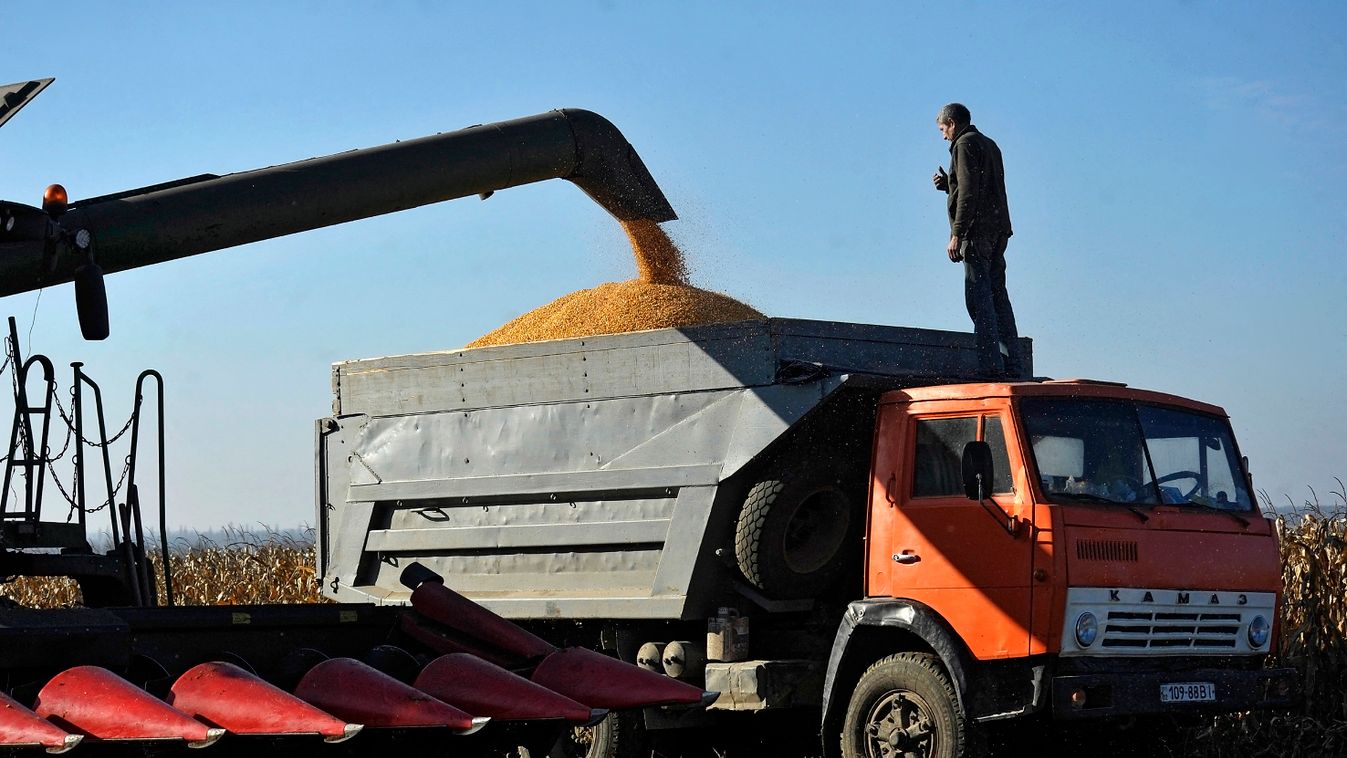 Corn harvesting on farm in Vinnytsia Region