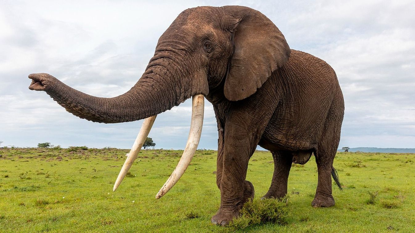 African Savannah Elephant or Savannah Elephant (Loxodonta africana), moves in the savannah ,just eating, old male, Masai Mara National Reserve, National Park, Kenya