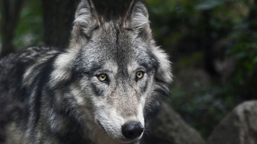 Lefotózták a Bükki Nemzeti Parkban a Svájcból indult farkast