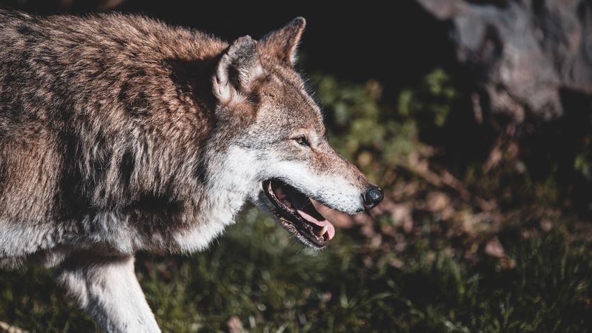 Magyarországon maradhat és családot is alapíthat a Svájcból ide vándorló farkas