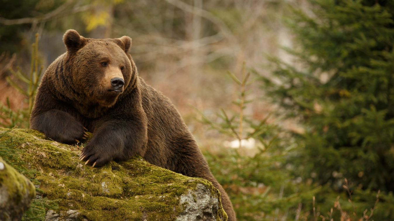 A,Brown,Bear,In,The,Forest.,Big,Brown,Bear.,Bear, medve, kilövés, illusztráció, barna medve 